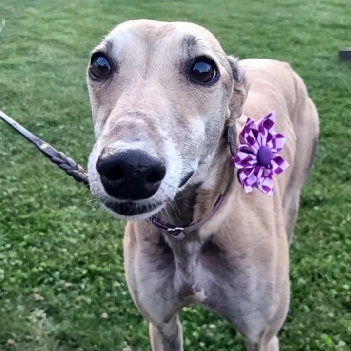 Flower - Blueberry - Image 5