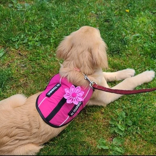 Flower - Blueberry - Image 2